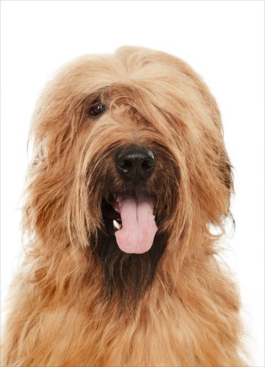 ad-Photographie Kaltenkirchen cats and dogs 04