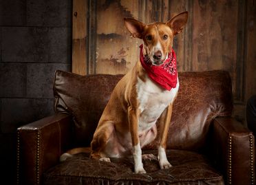ad-Photographie Kaltenkirchen cats and dogs 16