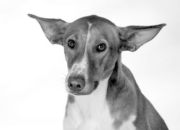ad-Photographie Kaltenkirchen cats and dogs 05