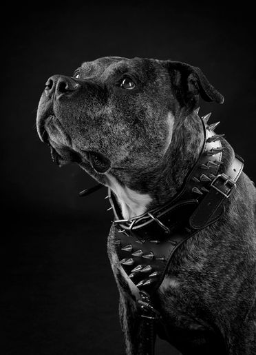 ad-Photographie Kaltenkirchen cats and dogs 11