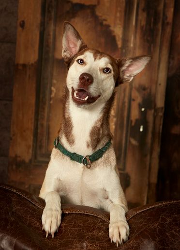 ad-Photographie Kaltenkirchen cats and dogs 13