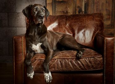 ad-Photographie Kaltenkirchen cats and dogs 03