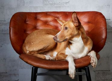ad-Photographie Kaltenkirchen cats and dogs 15