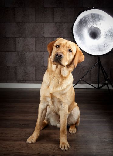 ad-Photographie Kaltenkirchen cats and dogs 17