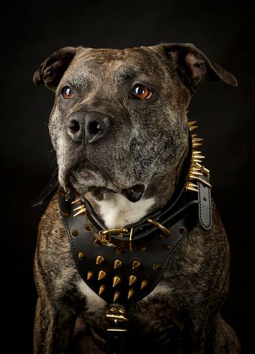 ad-Photographie Kaltenkirchen cats and dogs 10