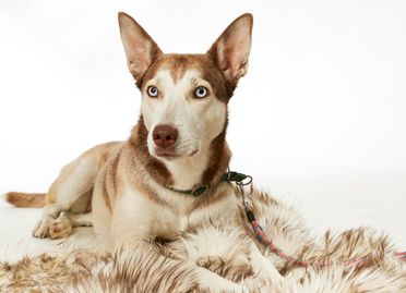 ad-Photographie Kaltenkirchen cats and dogs 01