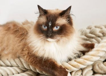 ad-Photographie Kaltenkirchen cats and dogs 06