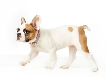 ad-Photographie Kaltenkirchen cats and dogs 12