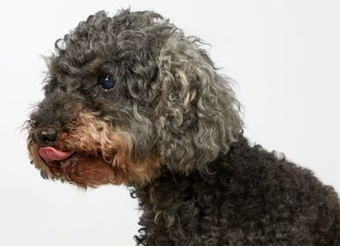 ad-Photographie Kaltenkirchen cats and dogs 18