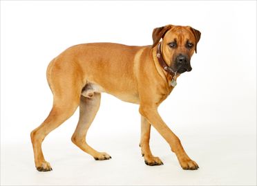 ad-Photographie Kaltenkirchen cats and dogs 02
