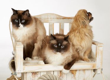 ad-Photographie Kaltenkirchen cats and dogs 08