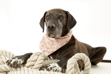 ad-Photographie Kaltenkirchen cats and dogs 14