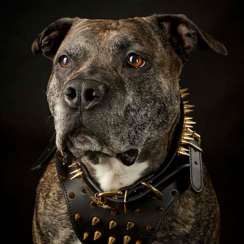 ad-Photographie Kaltenkirchen Titel 07 Cats & Dogs